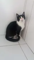 Frajola