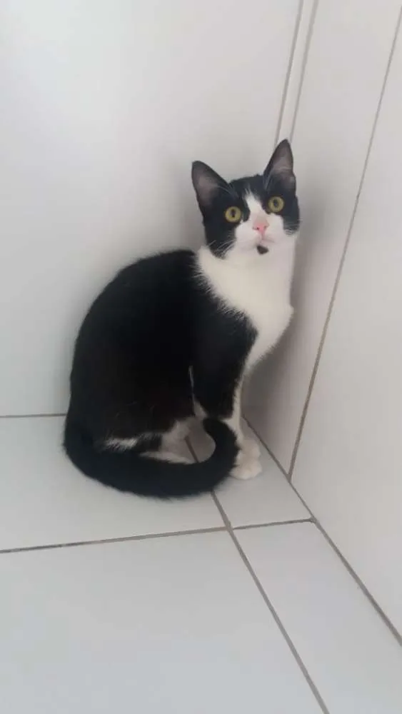 Gato ra a Felino idade 2 a 6 meses nome Frajola