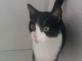 Frajola