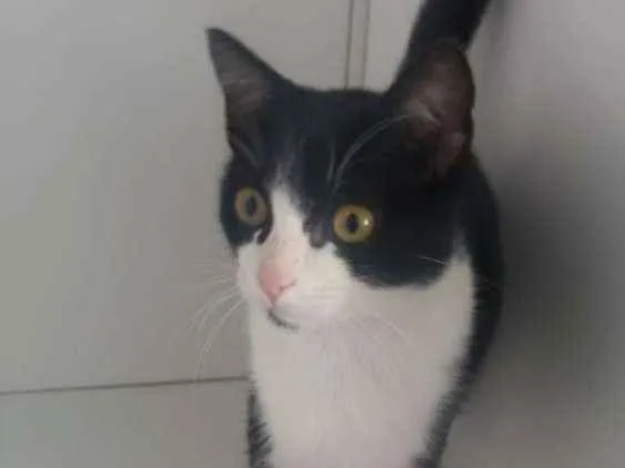 Gato ra a Felino idade 2 a 6 meses nome Frajola