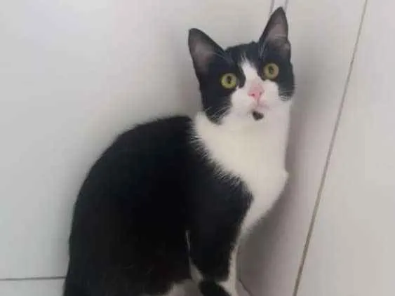 Gato ra a Felino idade 2 a 6 meses nome Frajola