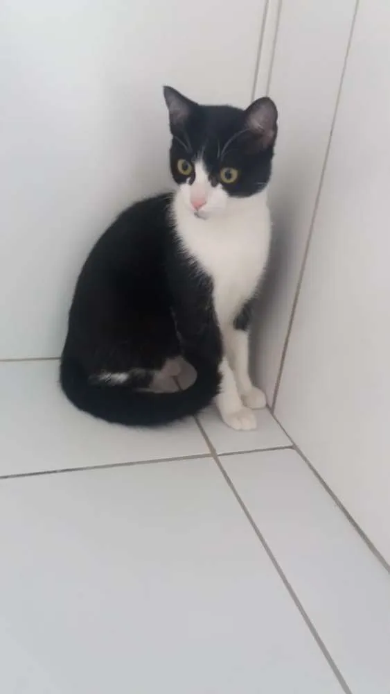 Gato ra a Felino idade 2 a 6 meses nome Frajola