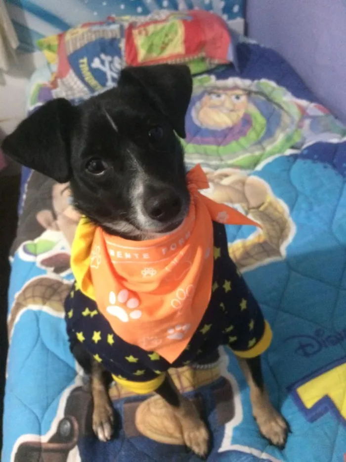 Cachorro ra a SRD idade 1 ano nome Nino