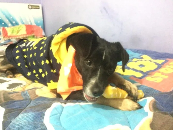 Cachorro ra a SRD idade 1 ano nome Nino