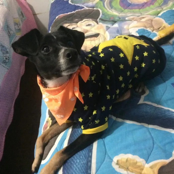 Cachorro ra a SRD idade 1 ano nome Nino