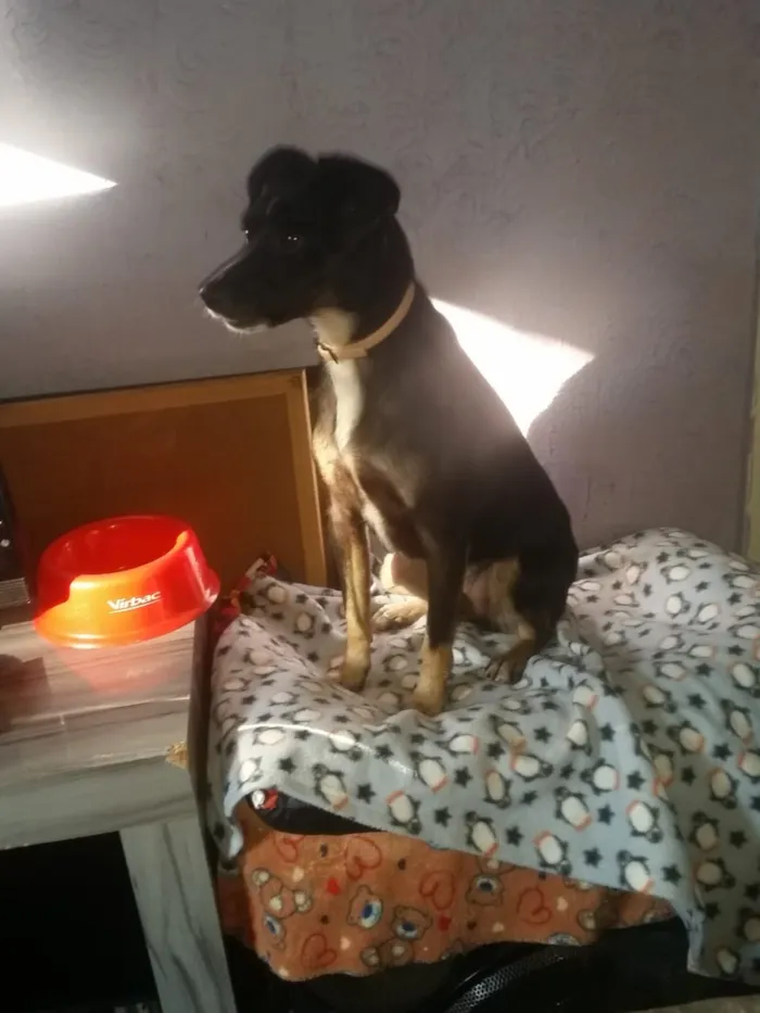 Cachorro ra a SRD idade 1 ano nome Nino