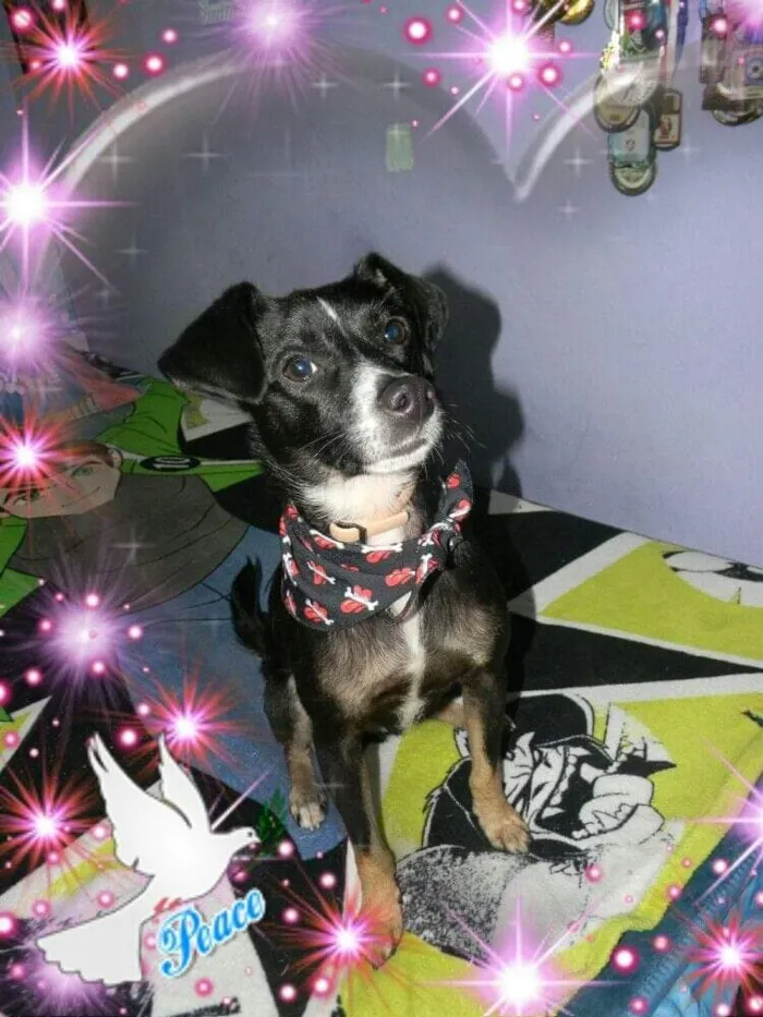 Cachorro ra a SRD idade 1 ano nome Nino