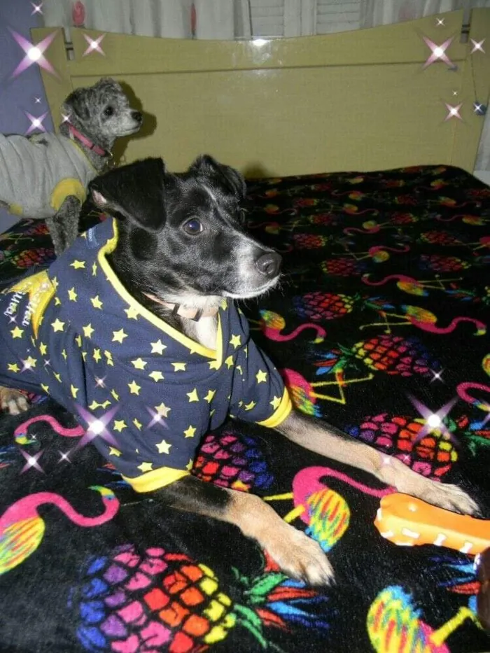 Cachorro ra a SRD idade 1 ano nome Nino