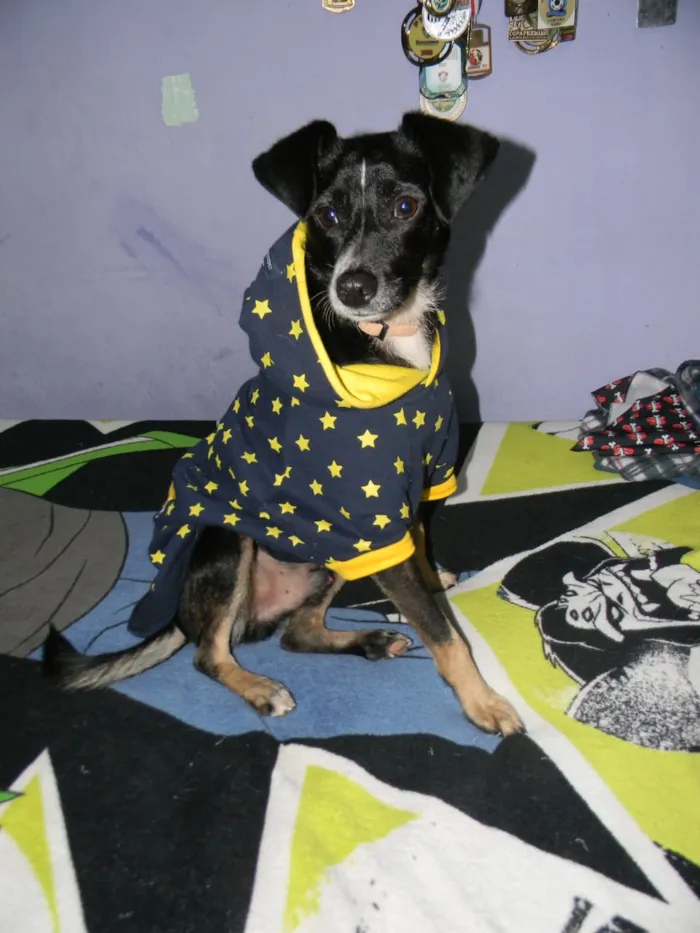 Cachorro ra a SRD idade 1 ano nome Nino