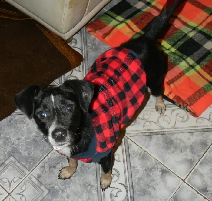Cachorro ra a SRD idade 1 ano nome Nino
