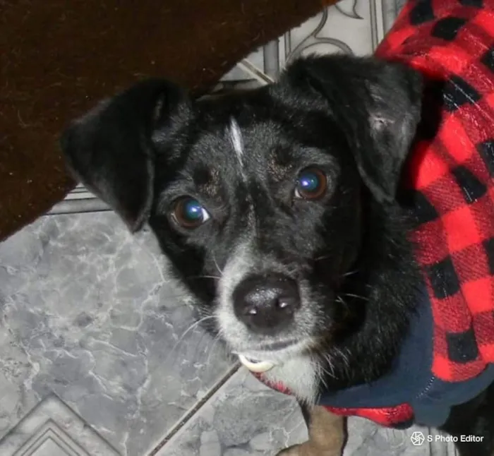 Cachorro ra a SRD idade 1 ano nome Nino