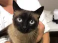 Gata 