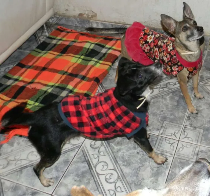 Cachorro ra a SRD idade 1 ano nome Nino