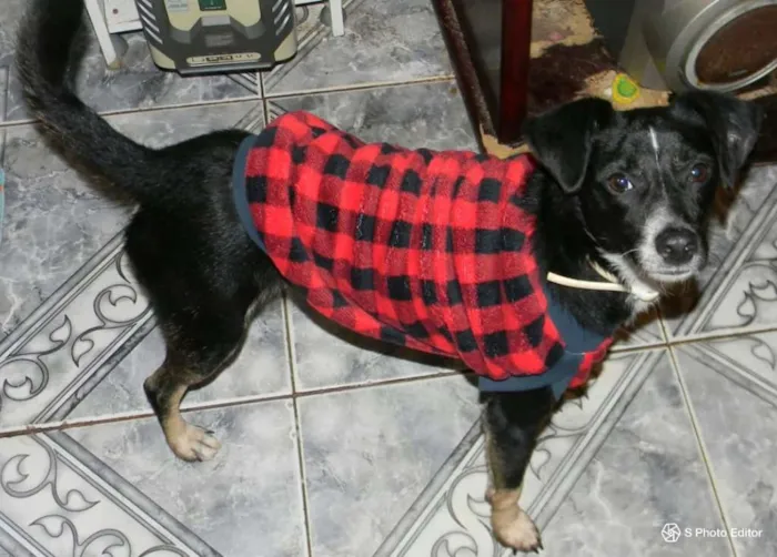 Cachorro ra a SRD idade 1 ano nome Nino