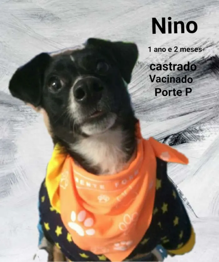 Cachorro ra a SRD idade 1 ano nome Nino