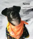 Nino
