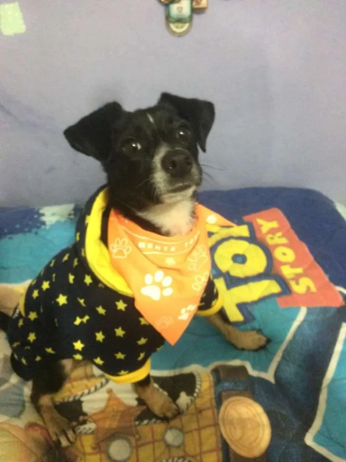 Cachorro ra a SRD idade 1 ano nome Nino