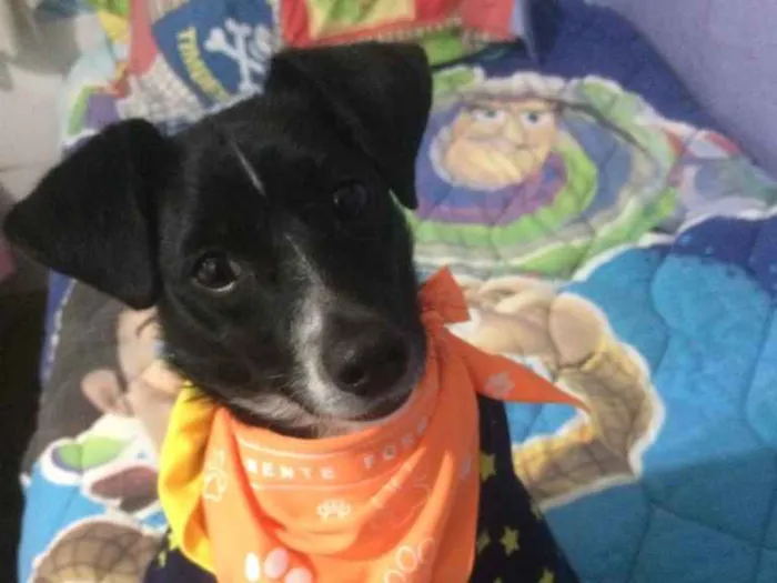 Cachorro ra a SRD idade 1 ano nome Nino