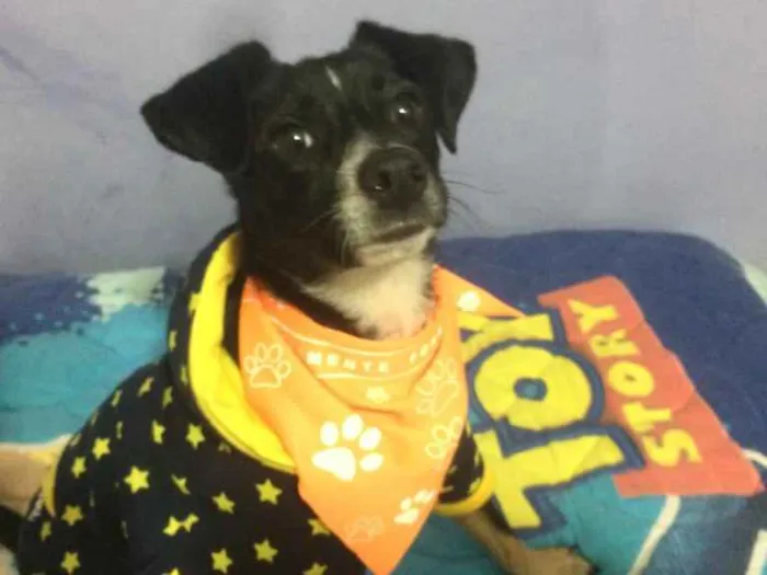 Cachorro ra a SRD idade 1 ano nome Nino