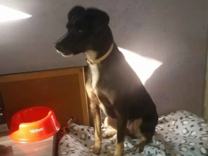 Cachorro ra a SRD idade 1 ano nome Nino