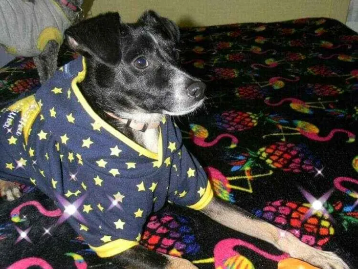 Cachorro ra a SRD idade 1 ano nome Nino