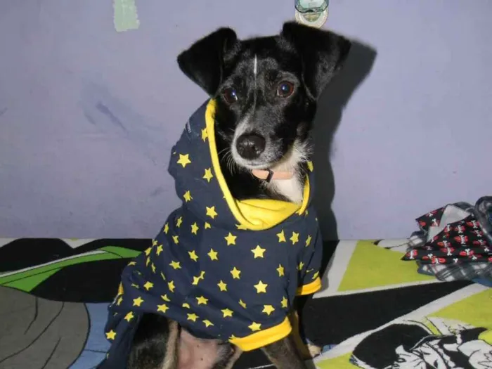 Cachorro ra a SRD idade 1 ano nome Nino