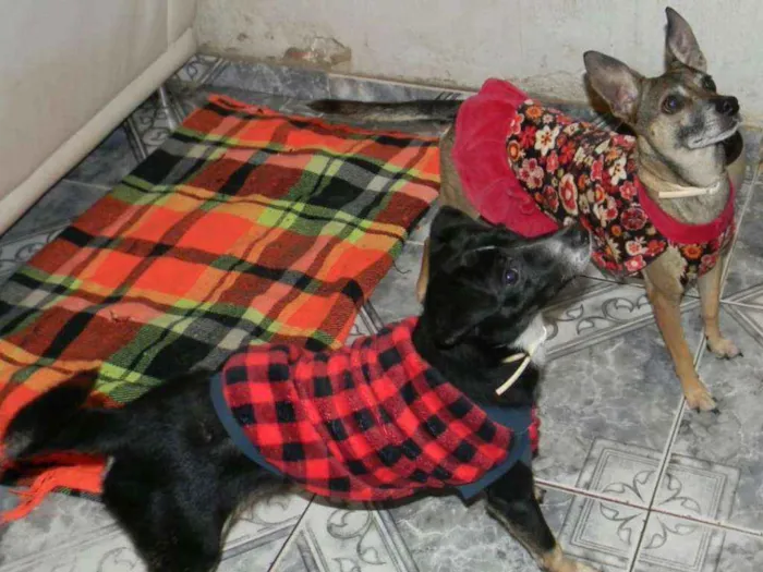 Cachorro ra a SRD idade 1 ano nome Nino