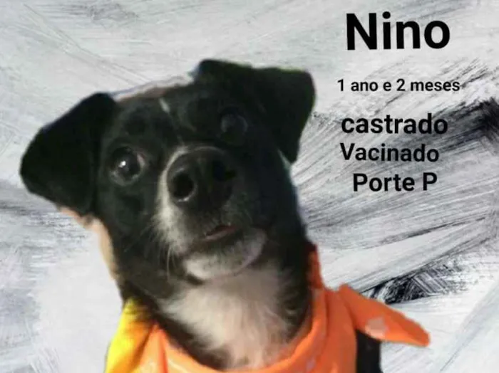 Cachorro ra a SRD idade 1 ano nome Nino