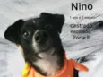 Nino