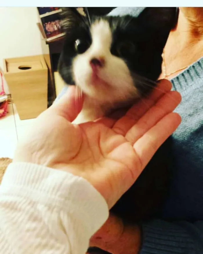 Gato ra a Indefinido  idade 2 a 6 meses nome Luna