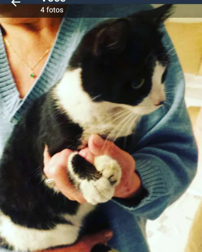 Gato ra a Indefinido  idade 2 a 6 meses nome Luna