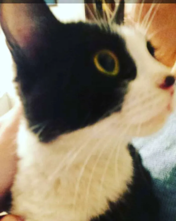 Gato ra a Indefinido  idade 2 a 6 meses nome Luna