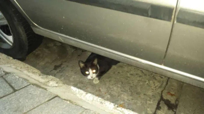 Gato ra a Indefinido  idade 2 a 6 meses nome Luna