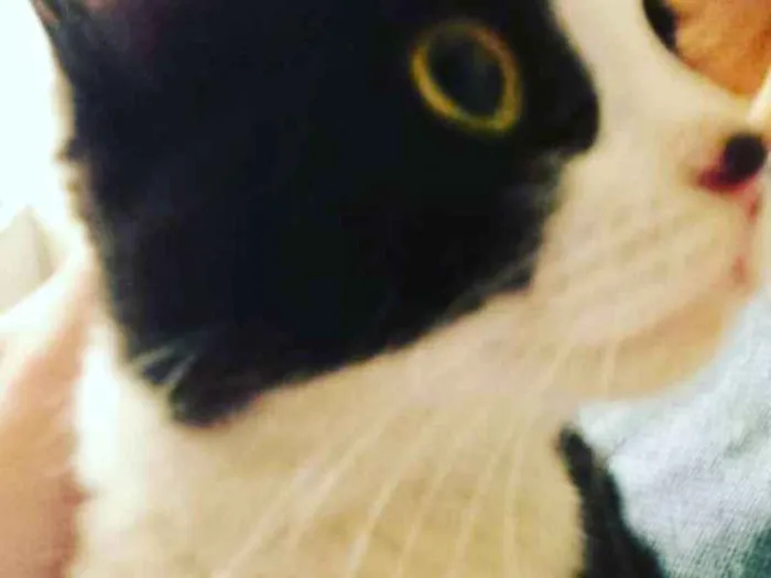 Gato ra a Indefinido  idade 2 a 6 meses nome Luna