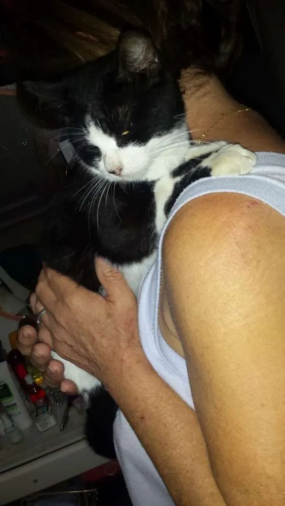 Gato ra a Indefinido  idade 2 a 6 meses nome Luna