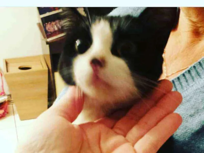 Gato ra a Indefinido  idade 2 a 6 meses nome Luna