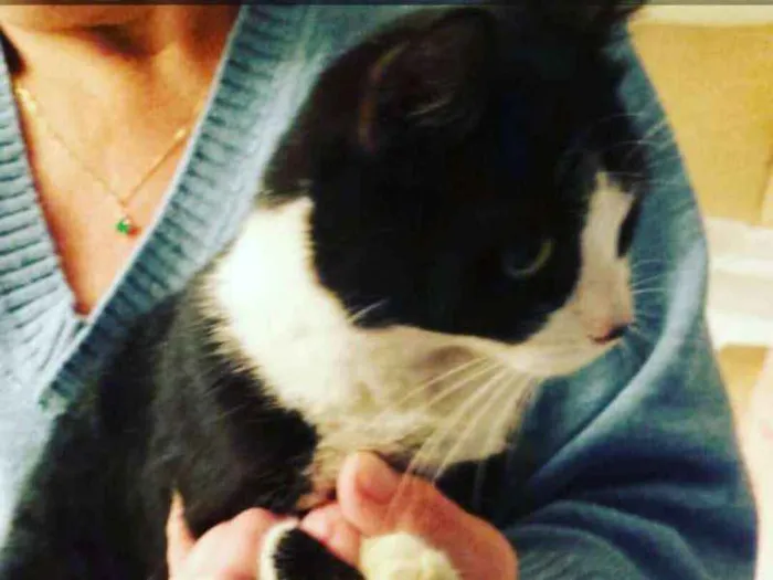 Gato ra a Indefinido  idade 2 a 6 meses nome Luna