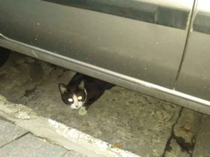 Gato ra a Indefinido  idade 2 a 6 meses nome Luna