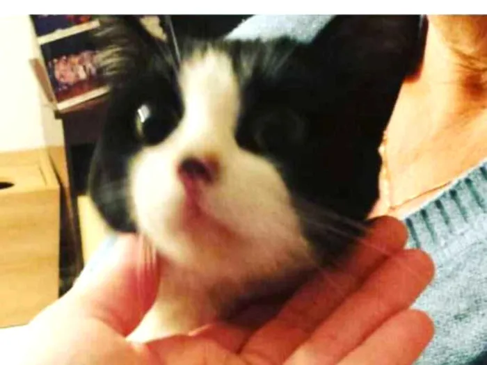 Gato ra a Indefinido  idade 2 a 6 meses nome Luna