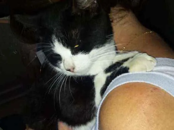 Gato ra a Indefinido  idade 2 a 6 meses nome Luna
