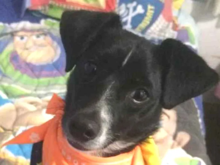 Cachorro ra a SRD idade 1 ano nome Nino