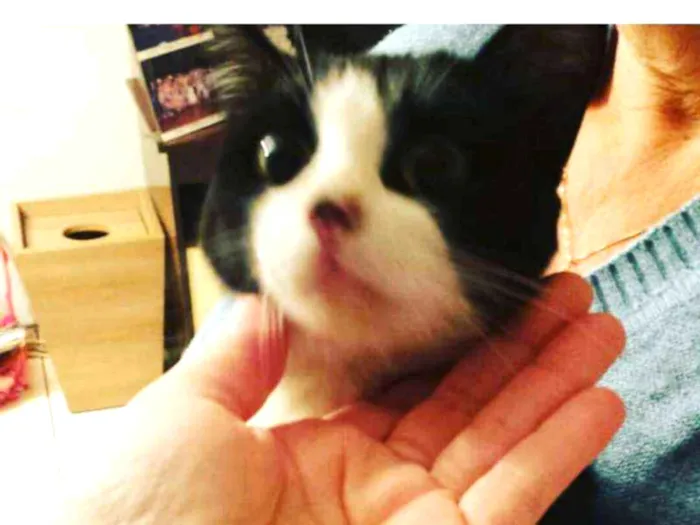 Gato ra a Indefinido  idade 2 a 6 meses nome Luna