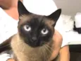 Gata 