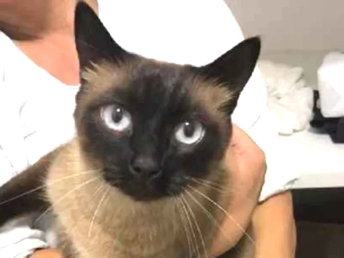 Gato ra a SRD idade 7 a 11 meses nome Gata 