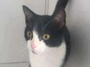 Gato raça Felino idade 2 a 6 meses nome Frajola