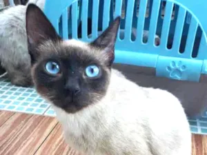 Gato raça Felino idade 7 a 11 meses nome Bebê