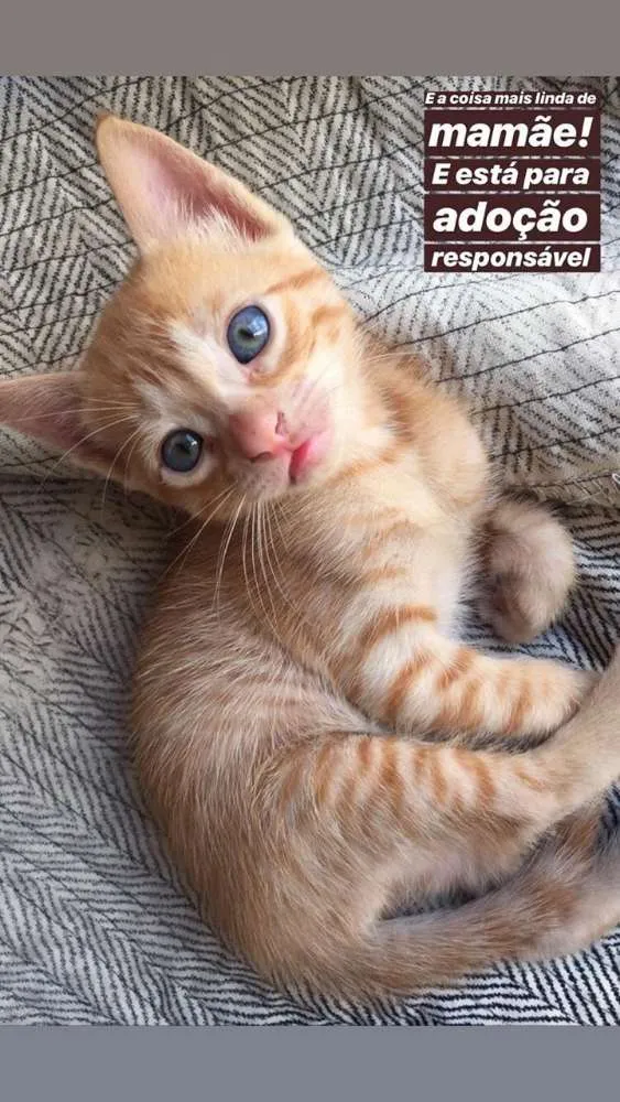 Gato raça SRD idade 2 a 6 meses nome Tito