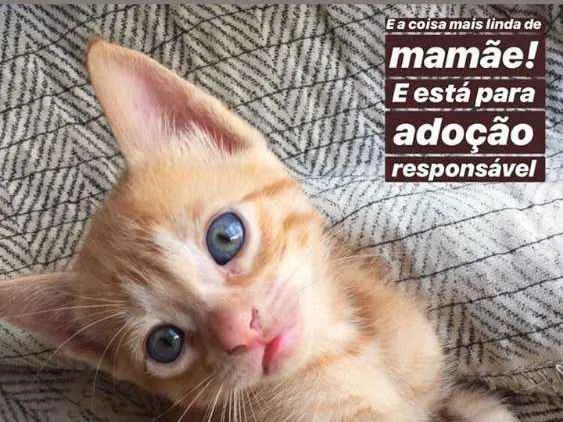 Gato raça SRD idade 2 a 6 meses nome Tito