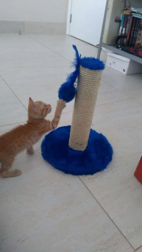 Gato raça SRD idade 2 a 6 meses nome Tito