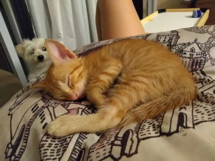 Gato raça SRD idade 2 a 6 meses nome Tito